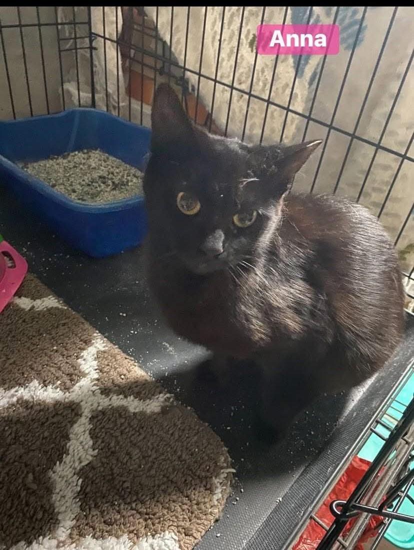 Enlarge Anna Banana, a Adoptable mixed breed in Brownsville, PA image 4/5