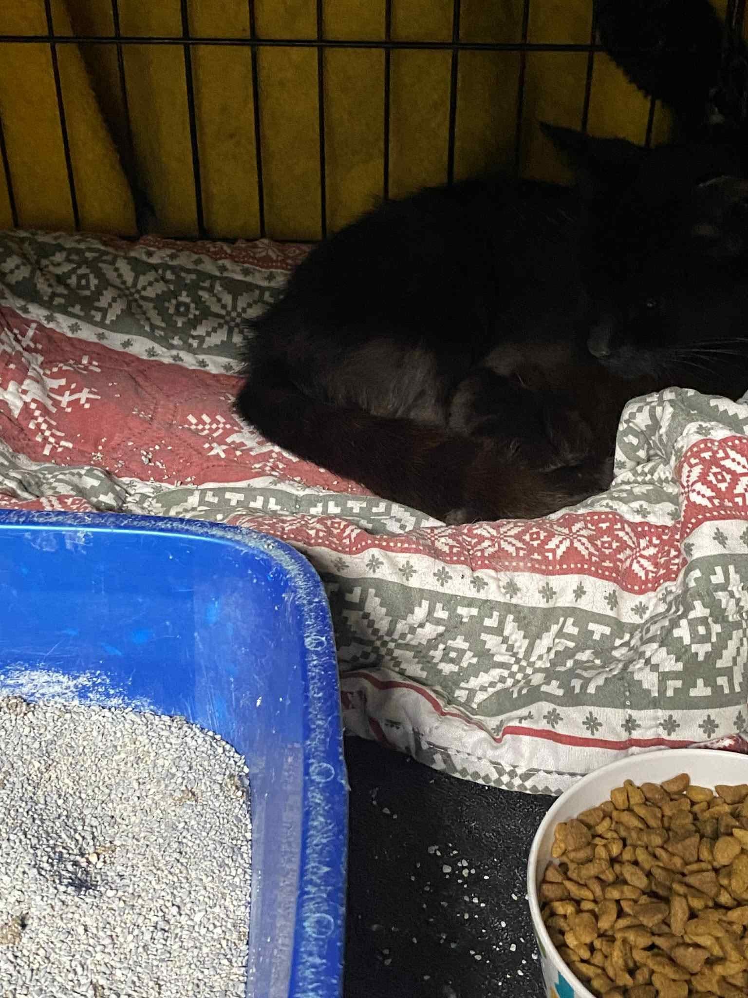 Enlarge Anna Banana, a Adoptable mixed breed in Brownsville, PA image 5/5