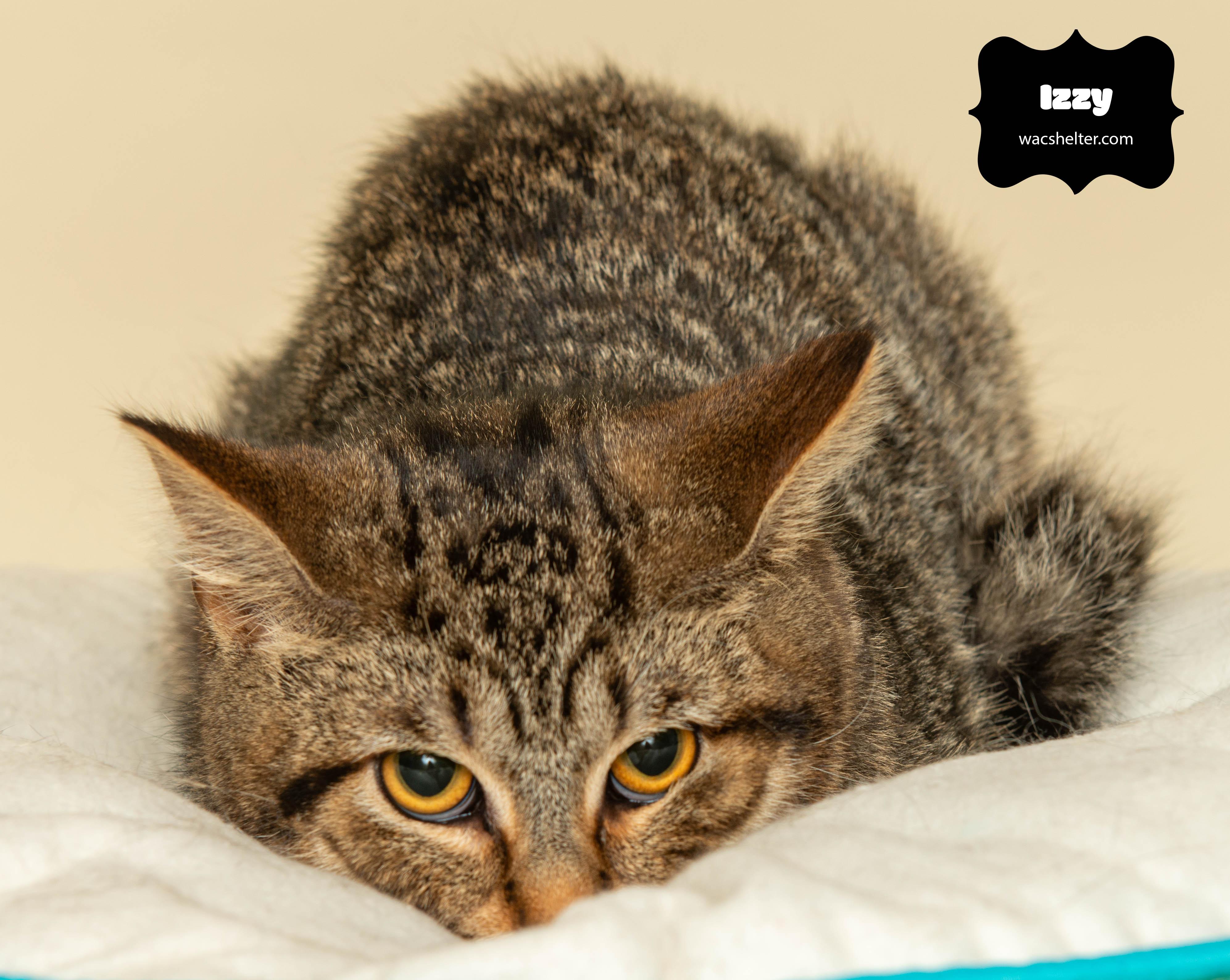 IZZY (intelligent young girl), a Adoptable Domestic Short Hair image 2/3