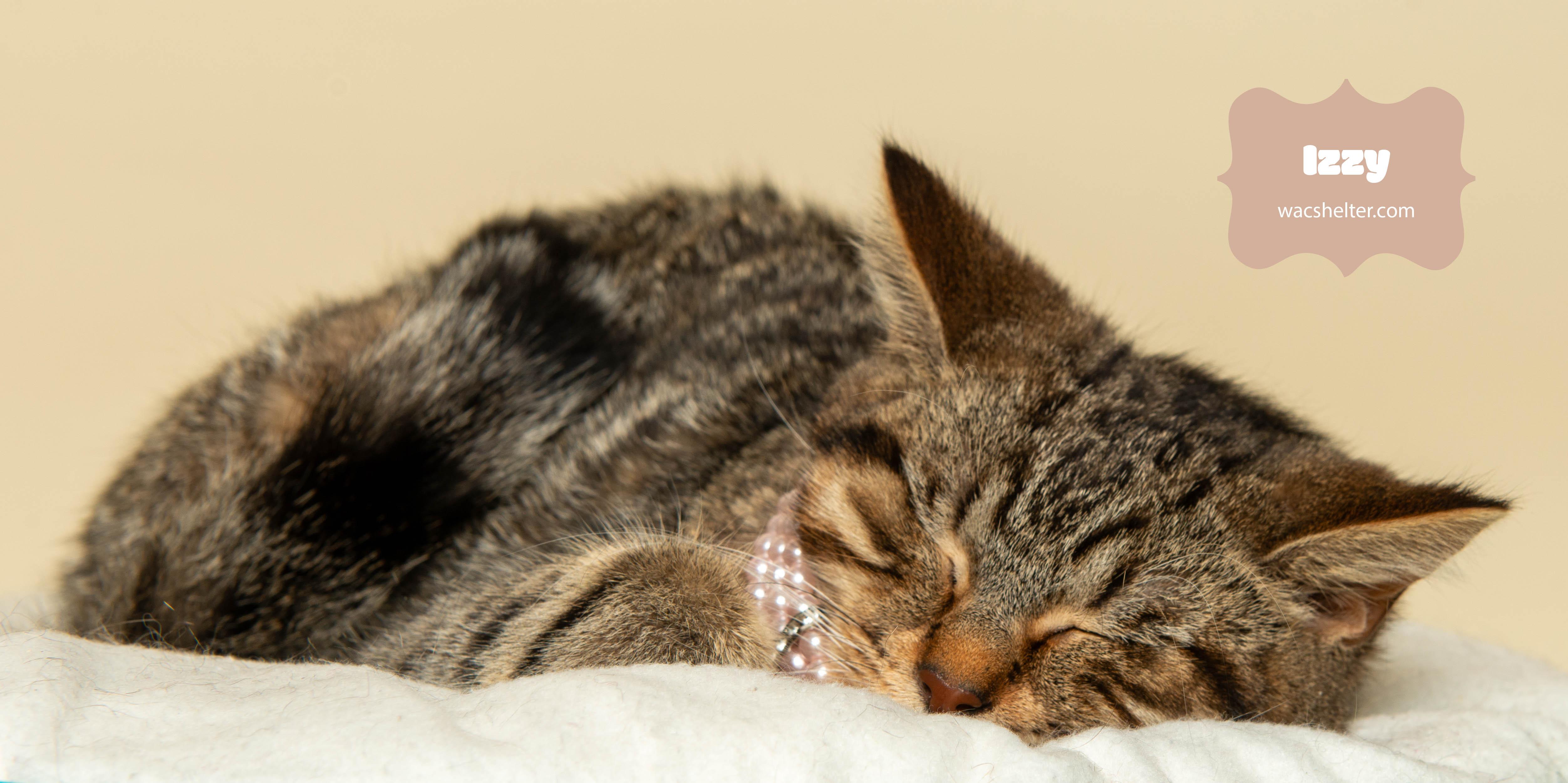 IZZY (intelligent young girl), Adoptable, Adult Female Domestic Short Hair.