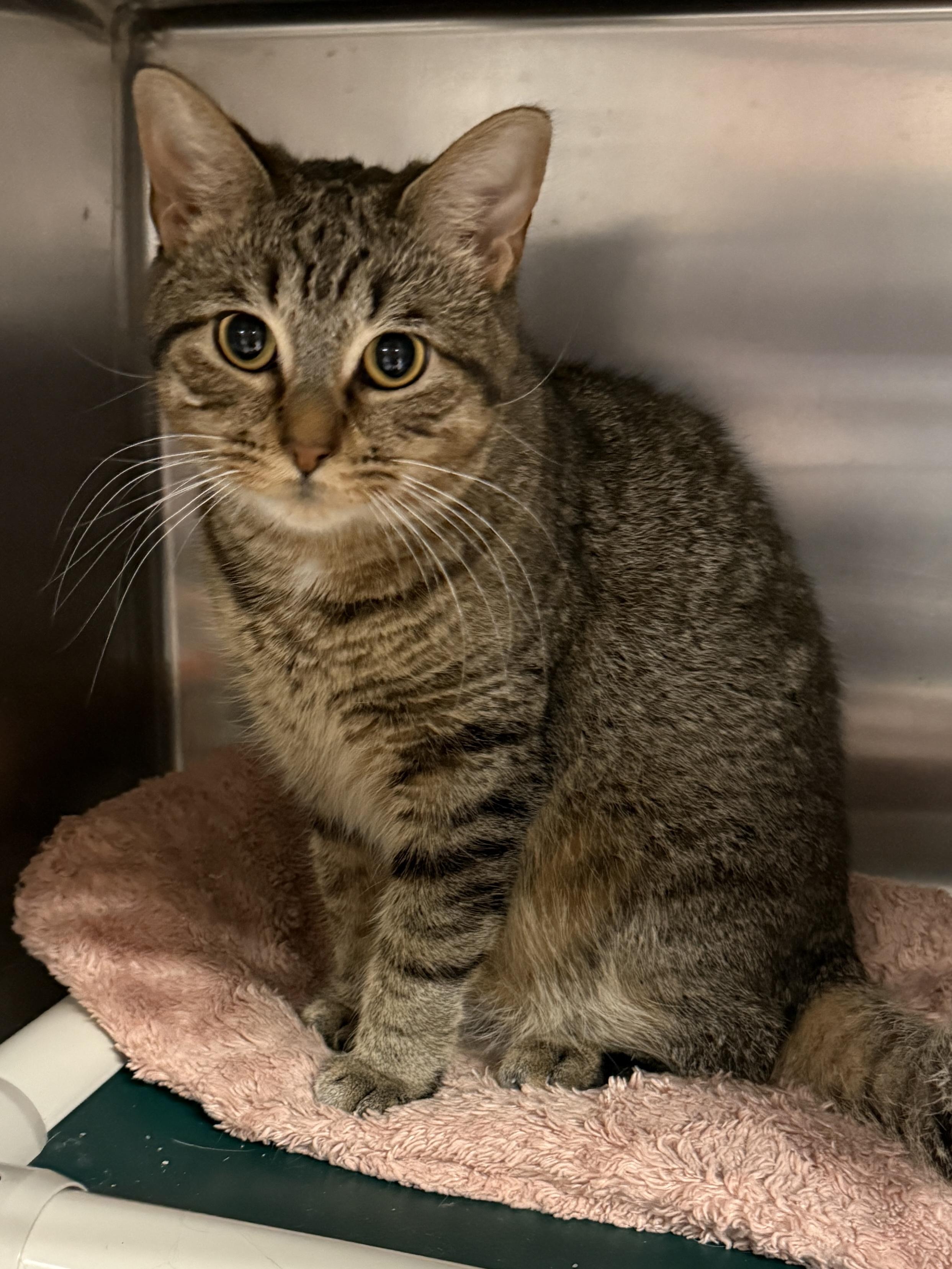 IZZY (intelligent young girl), Adoptable, Adult Female Domestic Short Hair.