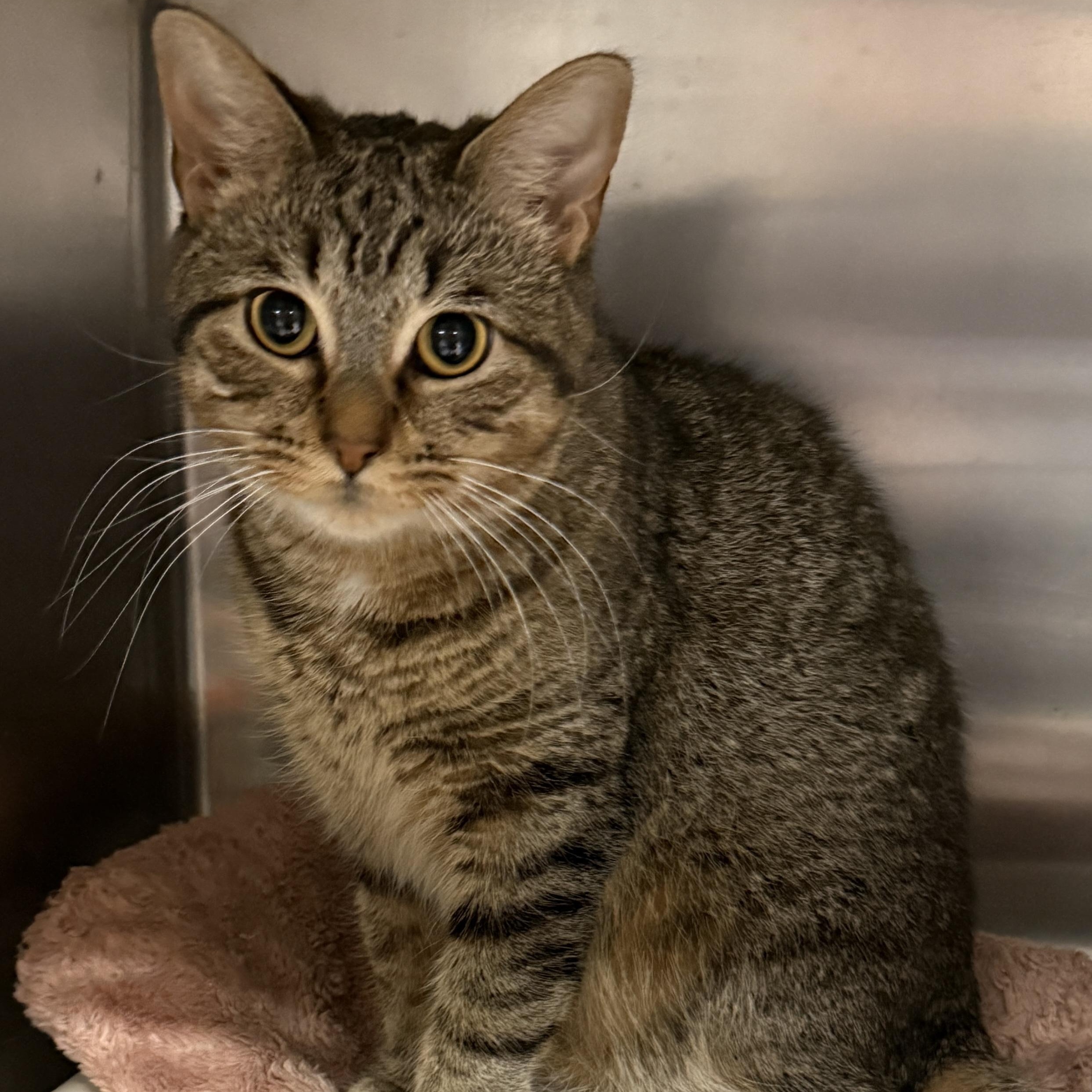 IZZY (UPDATED PROFILE), a Adoptable Domestic Short Hair in Wyandotte, MI image 2/3