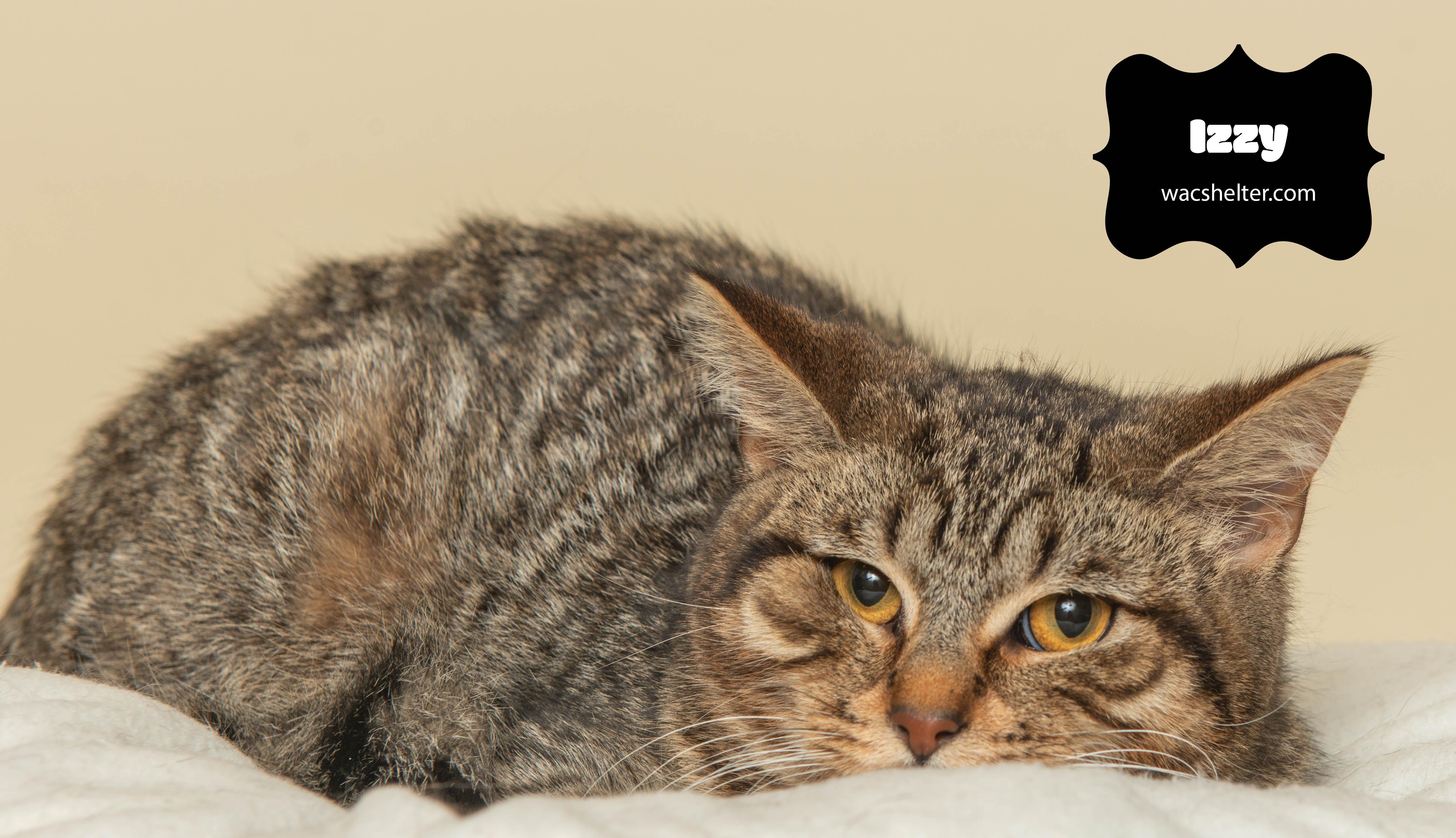 IZZY (intelligent young girl), a Adoptable Domestic Short Hair image 3/3