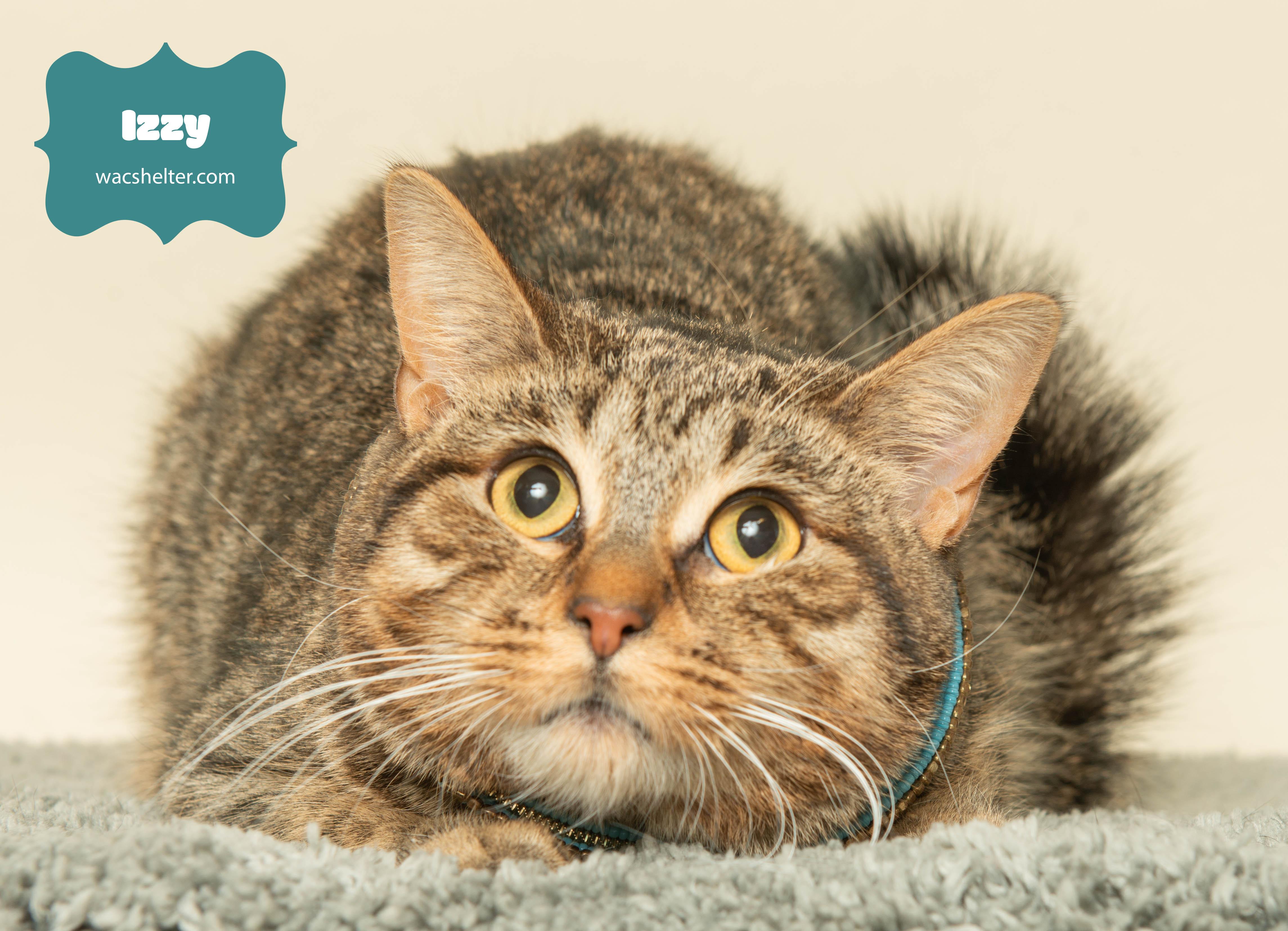 IZZY (UPDATED PROFILE), a Adoptable Domestic Short Hair in Wyandotte, MI image 3/3