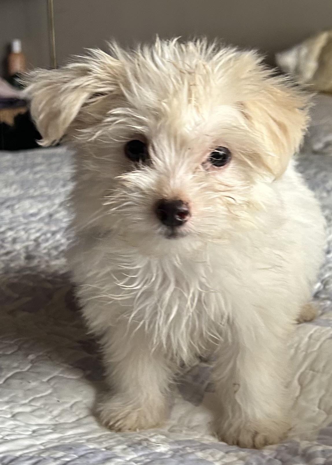Micky, adopted, Puppy Female Maltipoo.