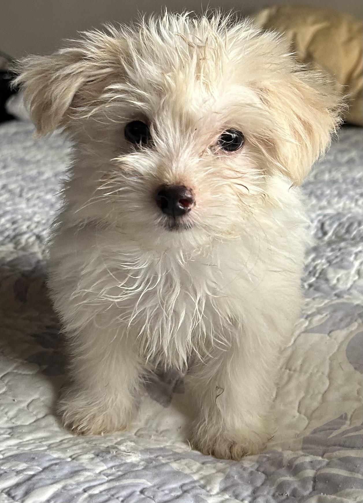 Enlarge Micky, an adopted Maltipoo in San Diego, CA image 2/4