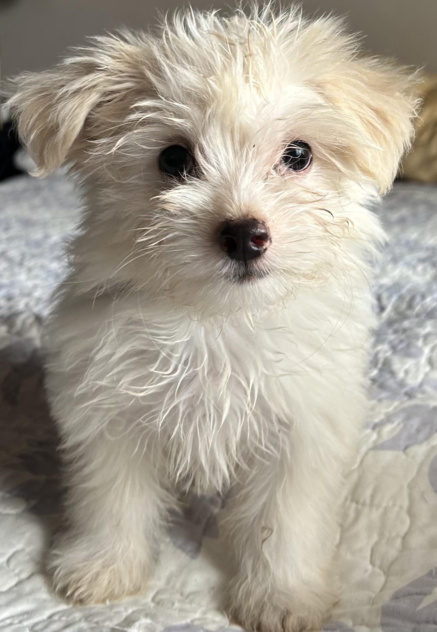 Enlarge Micky, an adopted Maltipoo in San Diego, CA image 3/4