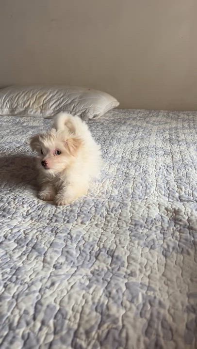 Enlarge Micky, an adopted Maltipoo in San Diego, CA video 4/4