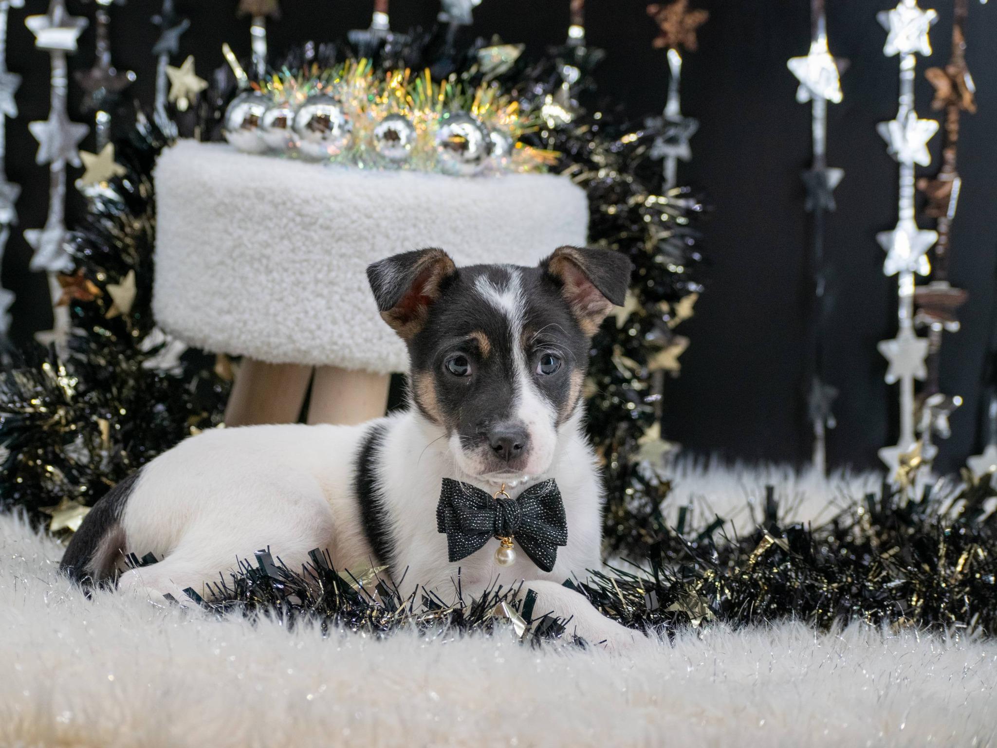 BOOGIE DOWN BETTY, ADOPTABLE, Puppy Female Feist & Catahoula Leopard Dog.