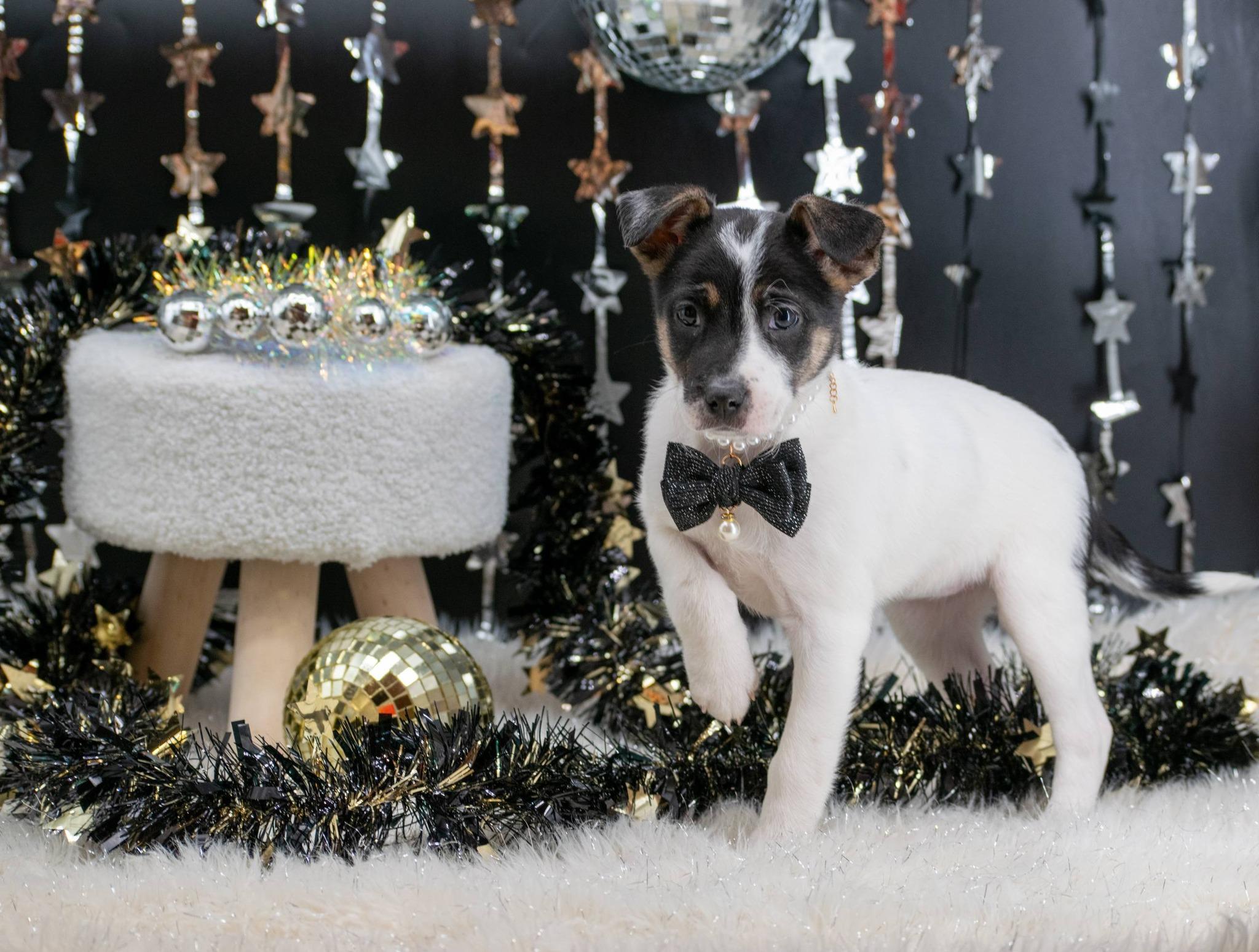 Enlarge BOOGIE DOWN BETTY, a ADOPTABLE mixed breed in Sevierville, TN image 3/3