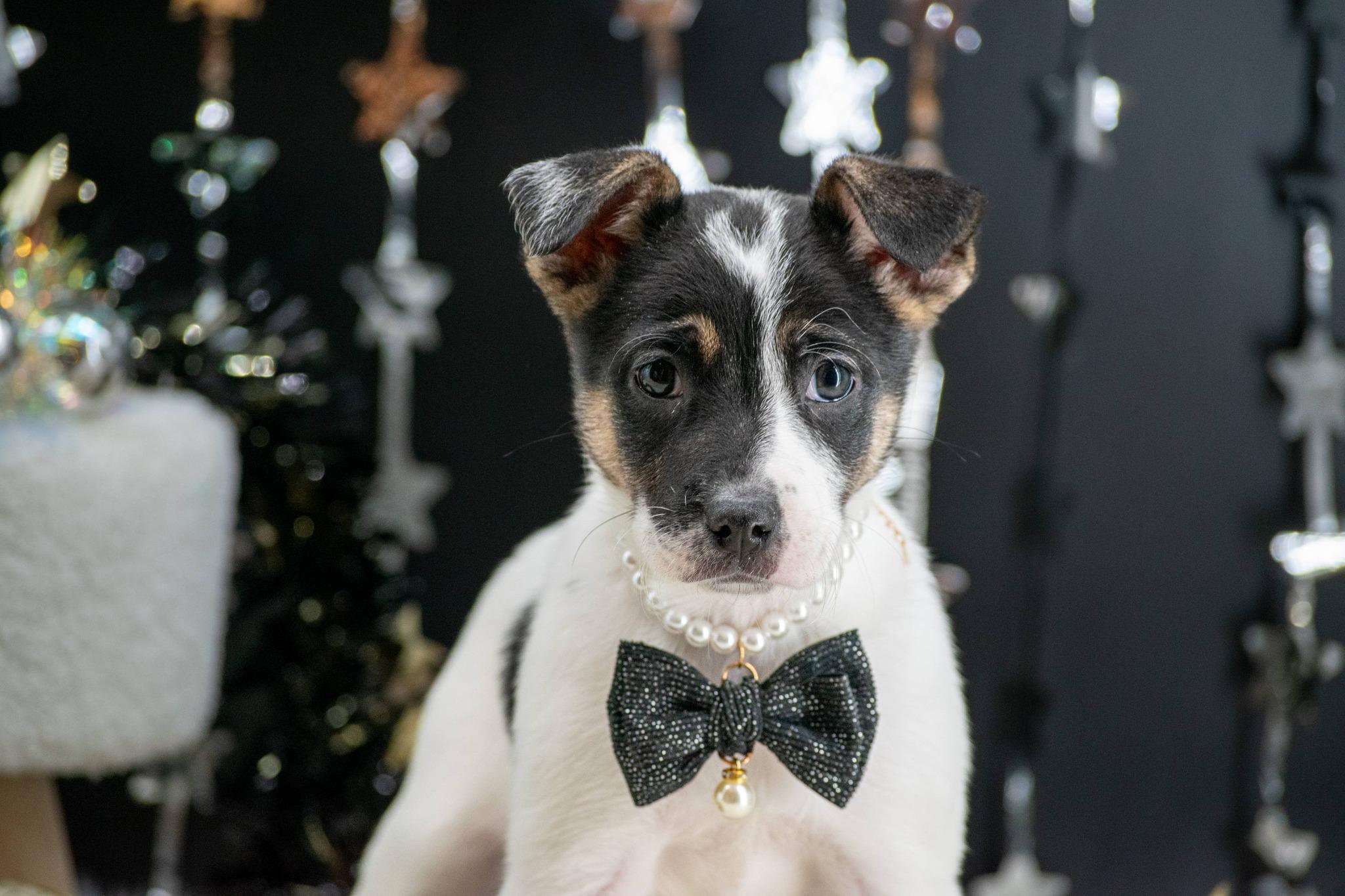 Enlarge BOOGIE DOWN BETTY, a ADOPTABLE mixed breed in Sevierville, TN image 2/3