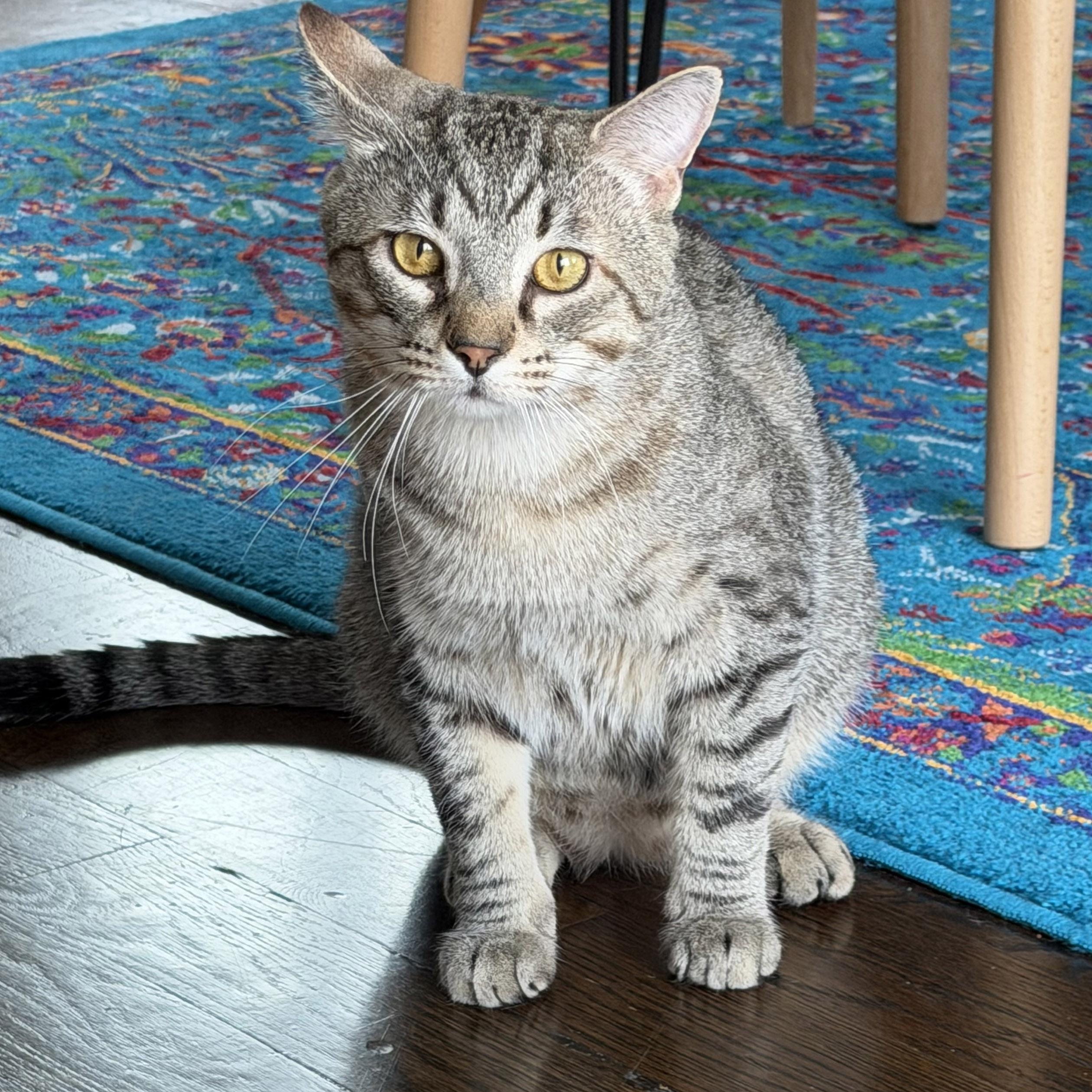 Raichu, a ADOPTABLE mixed breed in Chicago, IL image 2/6