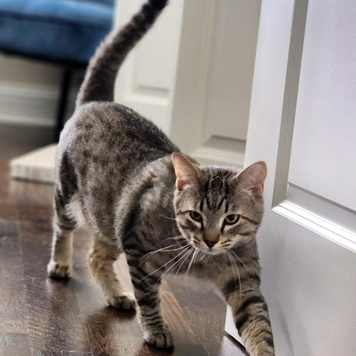 Raichu, a ADOPTABLE mixed breed in Chicago, IL image 6/6