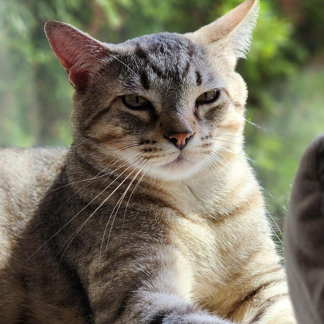 Raichu, ADOPTABLE, Adult Male Domestic Short Hair & Tabby.