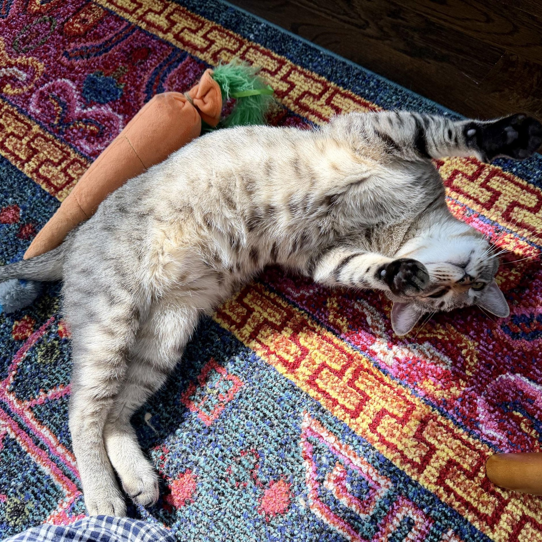 Raichu, a ADOPTABLE mixed breed in Chicago, IL image 3/6
