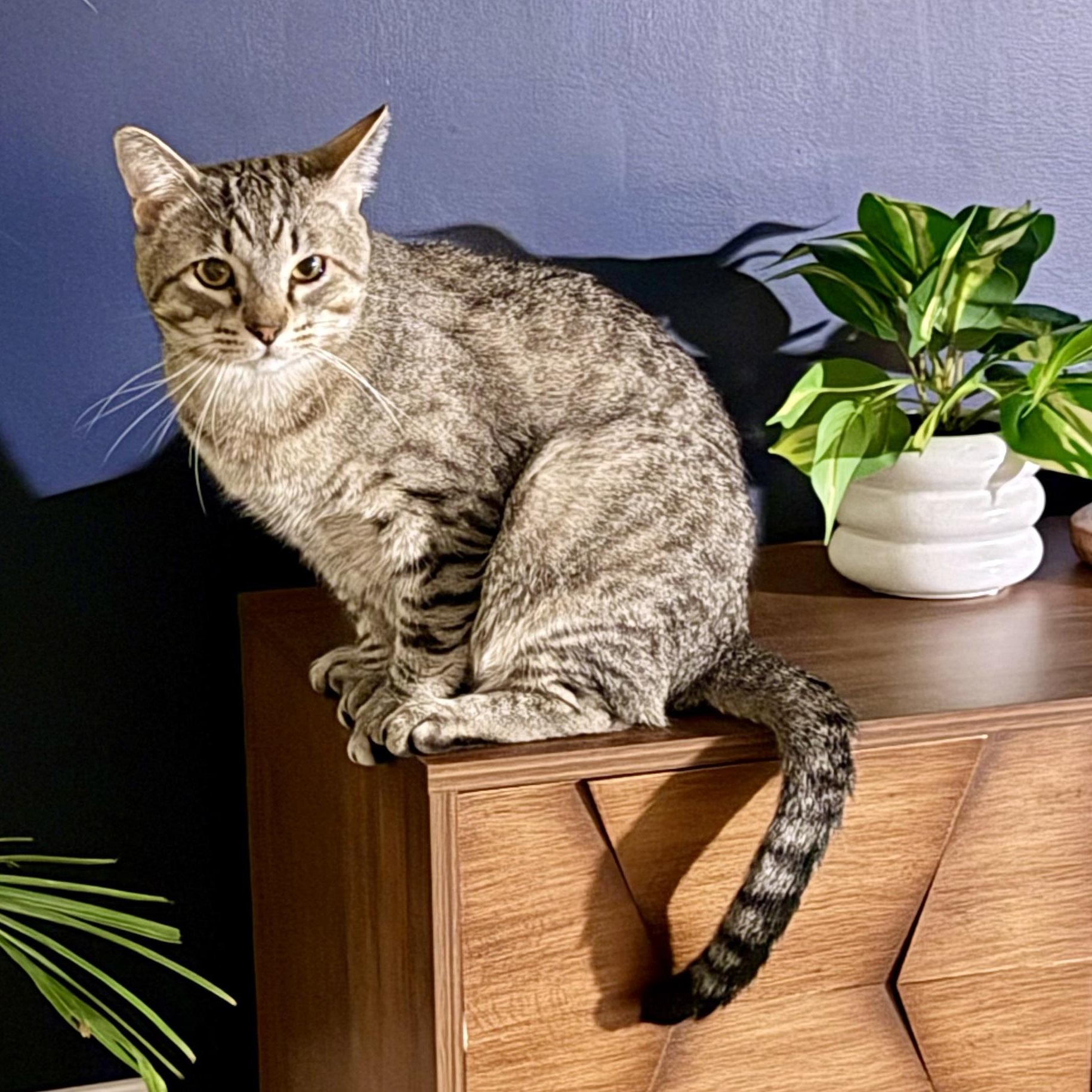 Raichu, a ADOPTABLE mixed breed in Chicago, IL image 5/6
