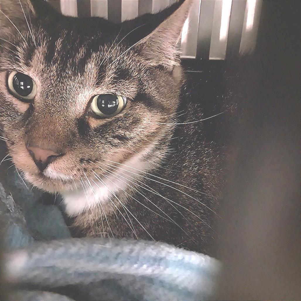 Henry (Vestal Petsmart), Adoptable, Adult Male Domestic Short Hair.