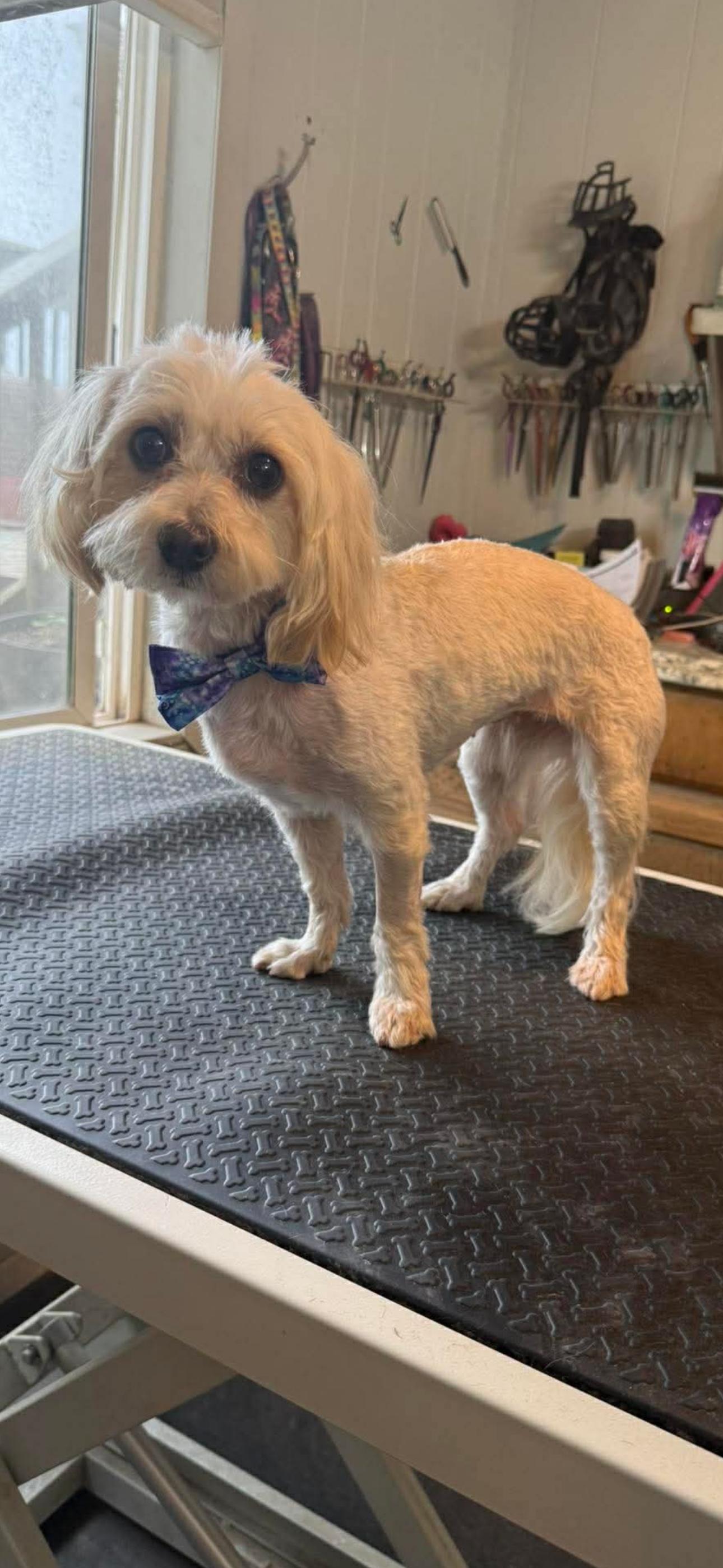 Puff, ADOPTABLE, Young Female Havanese.