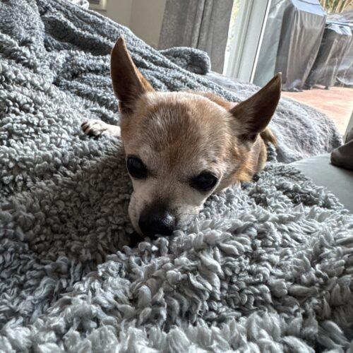 Prince, a Adoptable Chihuahua in Plantation, FL image 1/3