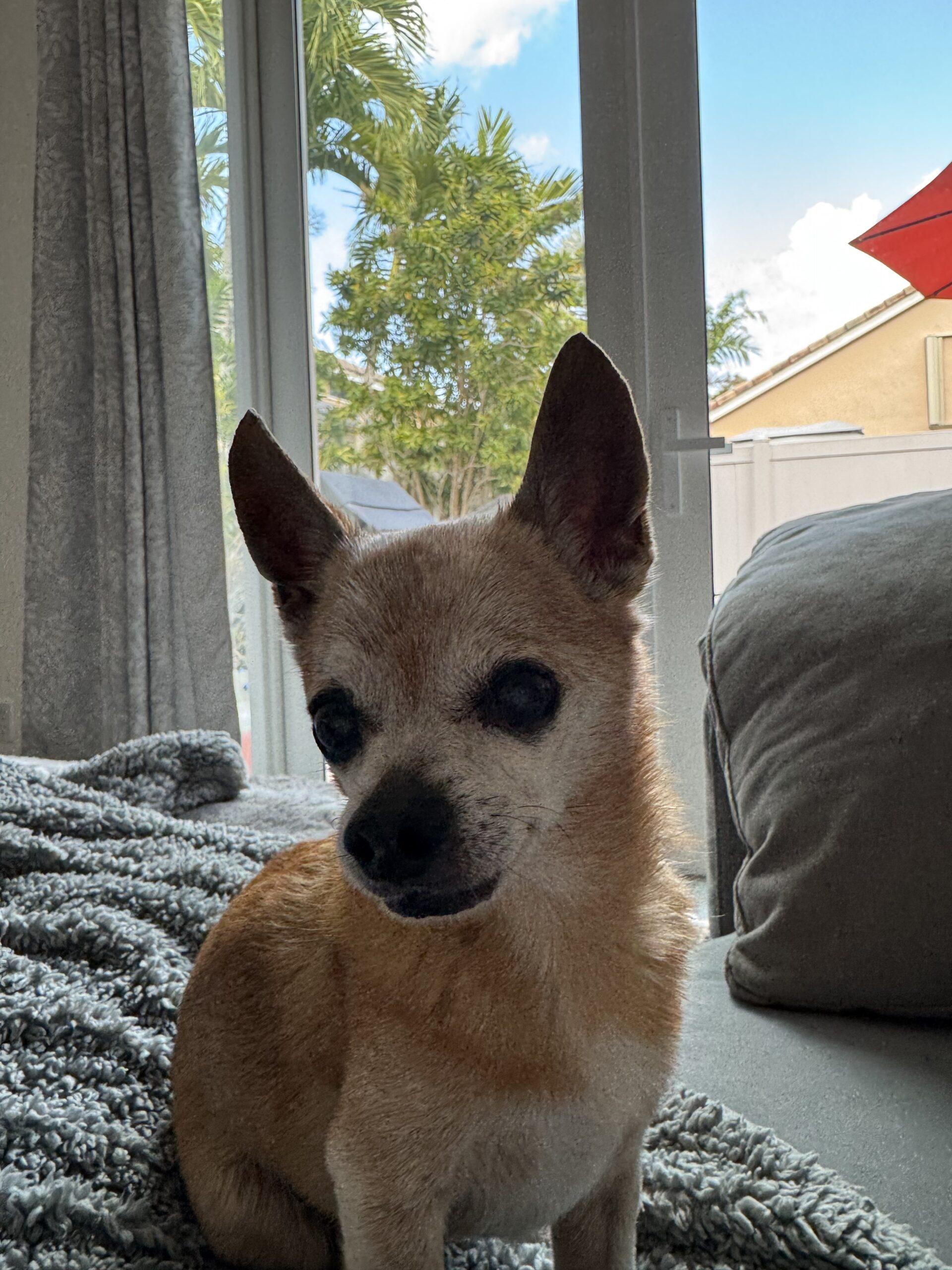 Enlarge Prince, a Adoptable Chihuahua in Plantation, FL image 1/3