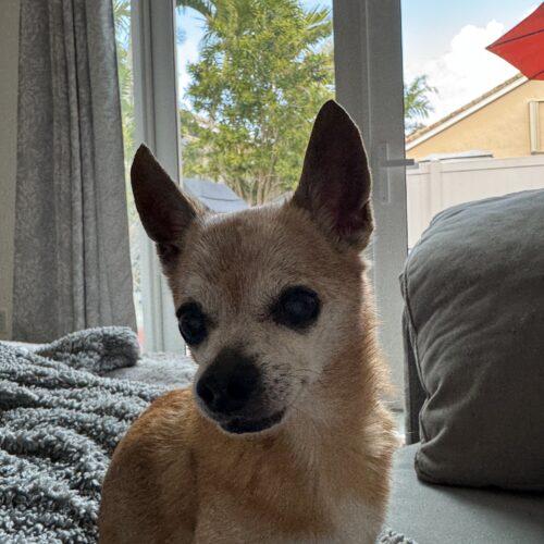 Prince, Adoptable, Senior Male Chihuahua.