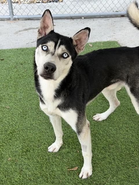 LUIGI, Adoptable, Young Male Siberian Husky.