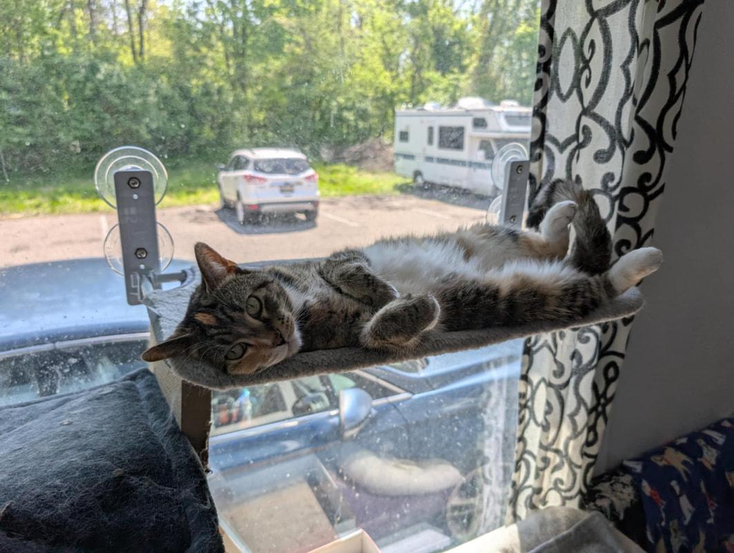 Enlarge Rhi, a Adoptable Domestic Short Hair in Kalamazoo, MI image 1/1