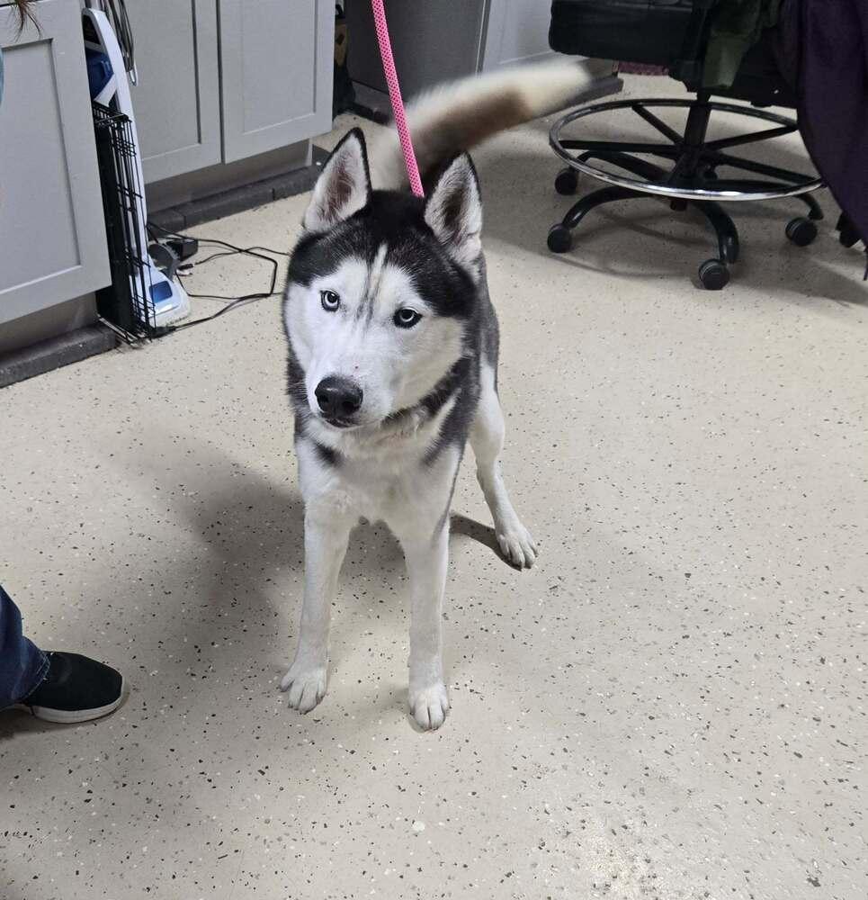 Koda, Adoptable, Young Male Husky.