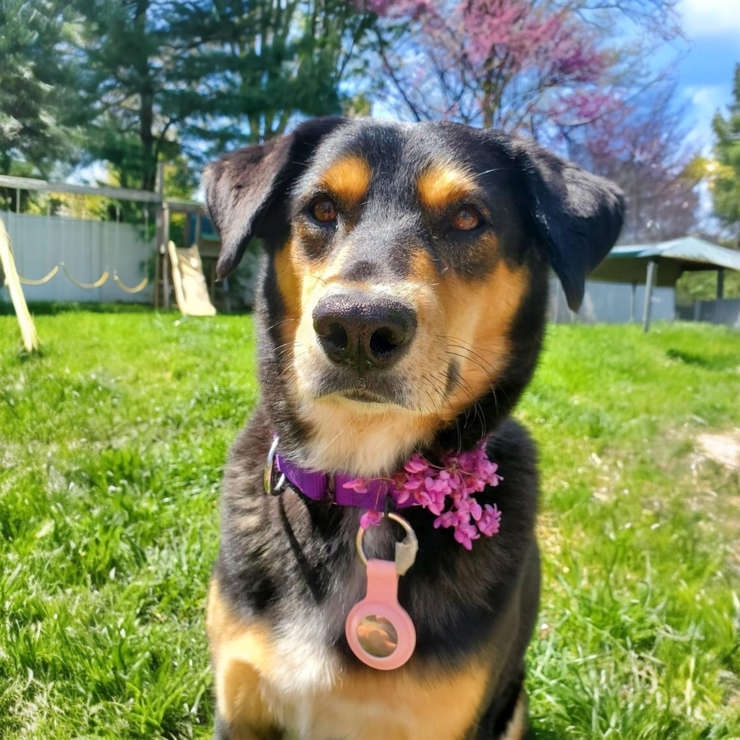 Enlarge Lola, a ADOPTABLE Mixed Breed in Hillsborough, NJ image 3/5