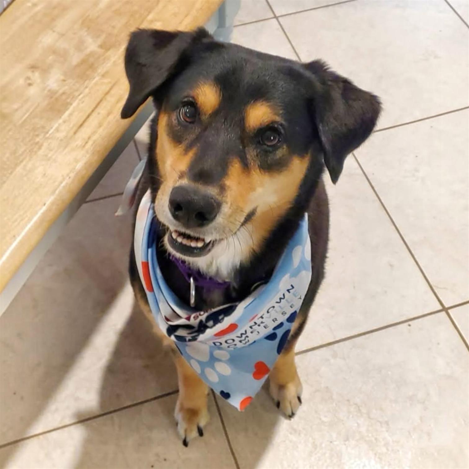 Lola, ADOPTABLE, Young Female Mixed Breed.