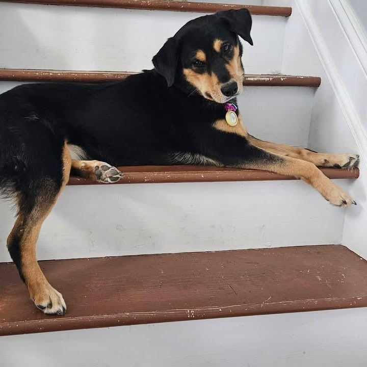 Enlarge Lola, a ADOPTABLE Mixed Breed in Hillsborough, NJ image 5/5