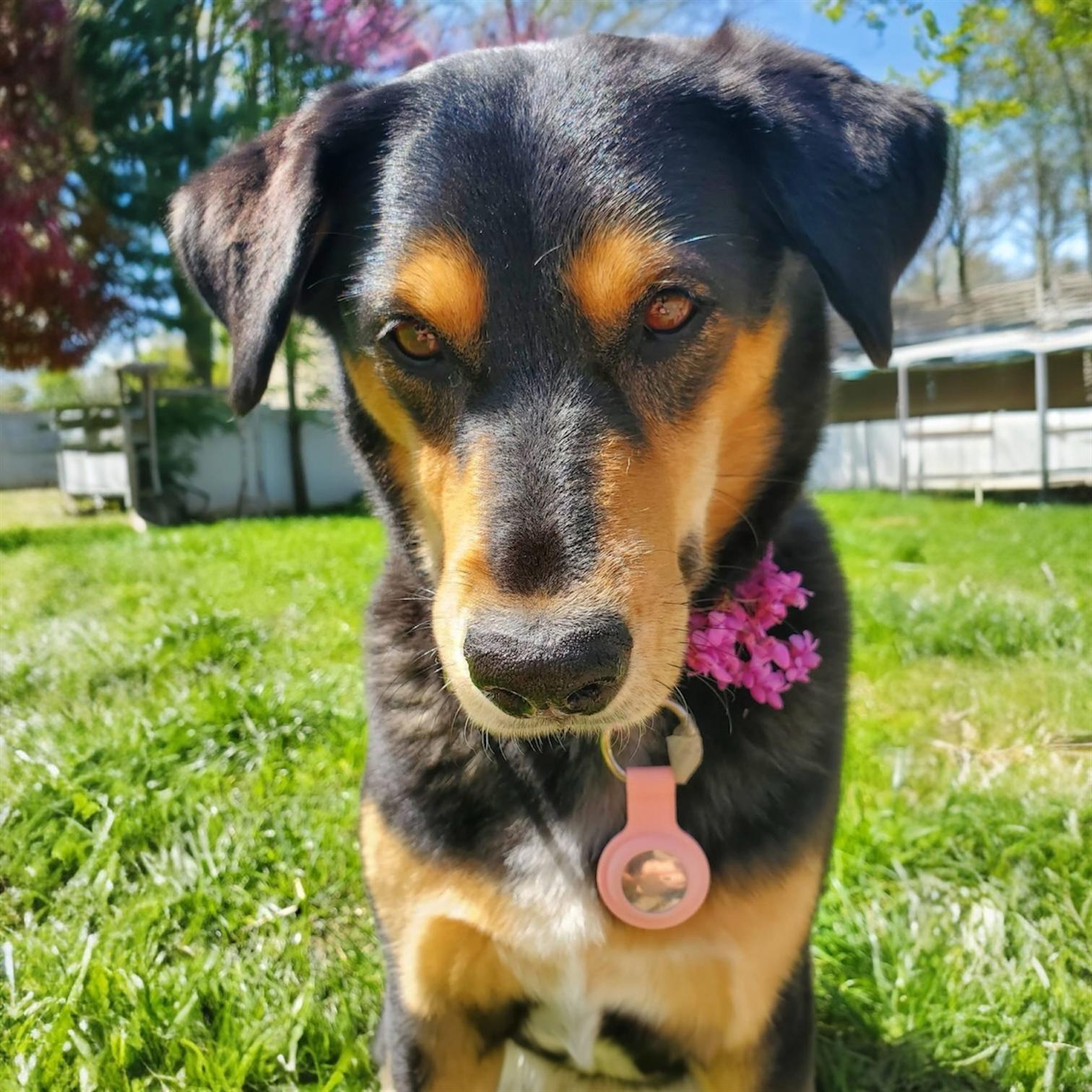 Enlarge Lola, a ADOPTABLE Mixed Breed in Hillsborough, NJ image 2/5