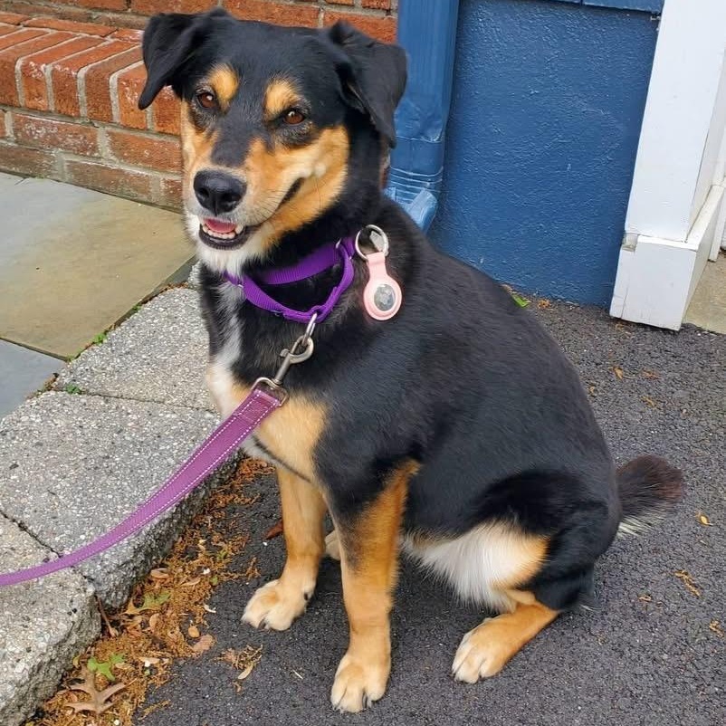 Lola, ADOPTABLE, Young Female Mixed Breed.