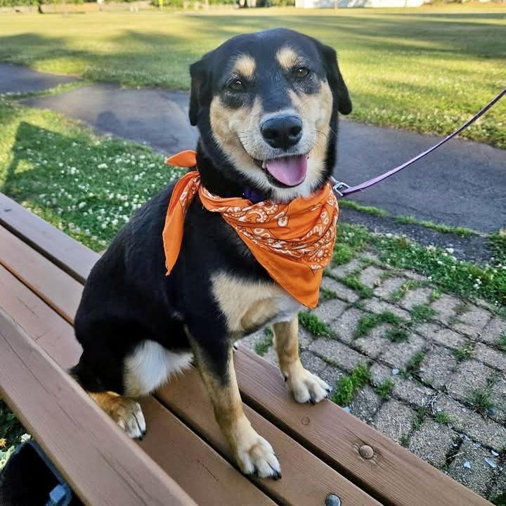 Lola, a ADOPTABLE Mixed Breed in Hillsborough, NJ image 5/6