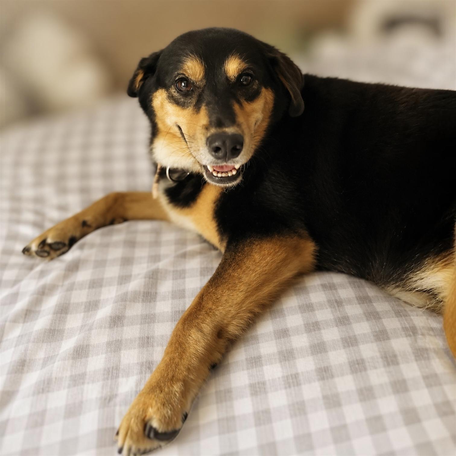 Lola, a ADOPTABLE Mixed Breed in Hillsborough, NJ image 6/6