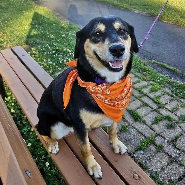 Lola, a ADOPTABLE Mixed Breed in Hillsborough, NJ image 2/6
