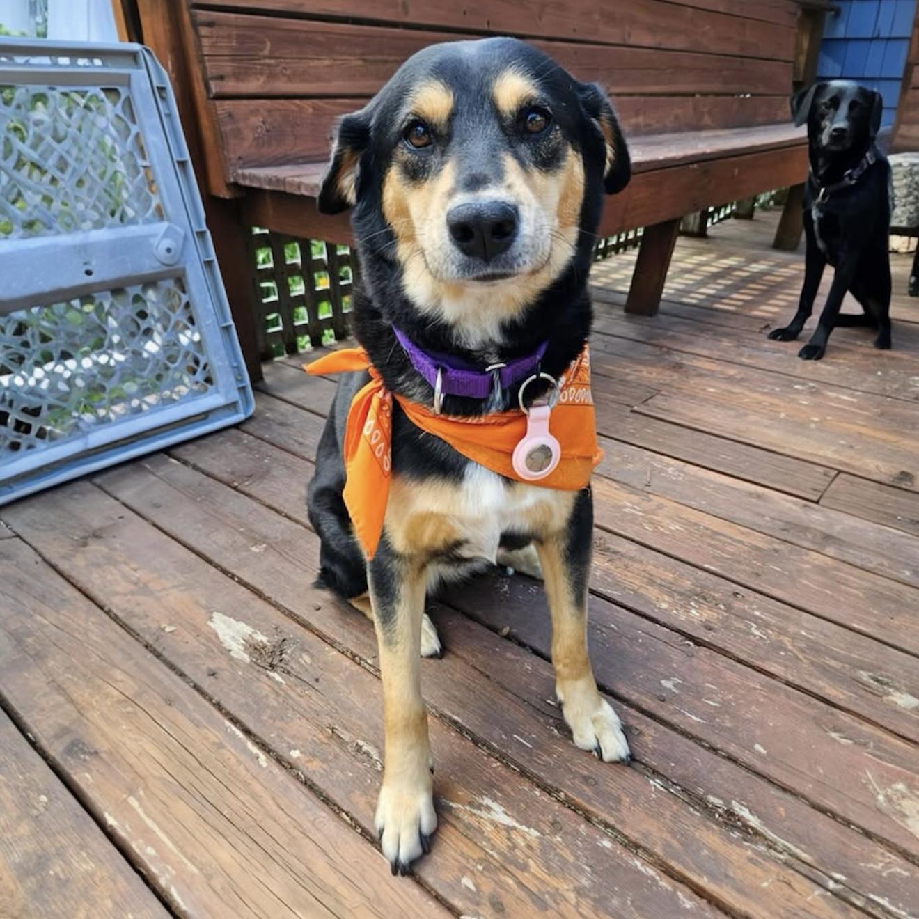 Lola, a ADOPTABLE Mixed Breed in Hillsborough, NJ image 4/6