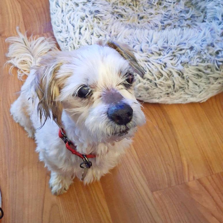 Farley, Adoptable, Adult Male Shih Tzu.