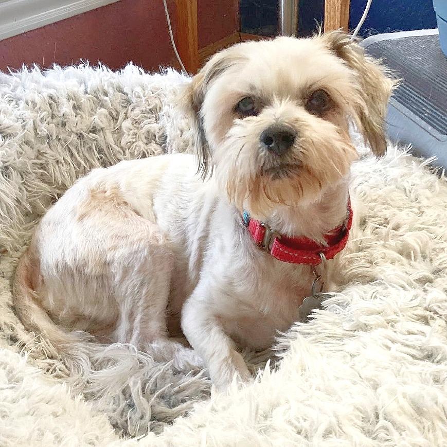 Enlarge Farley, a Adoptable mixed breed in Flower Mound, TX image 2/5