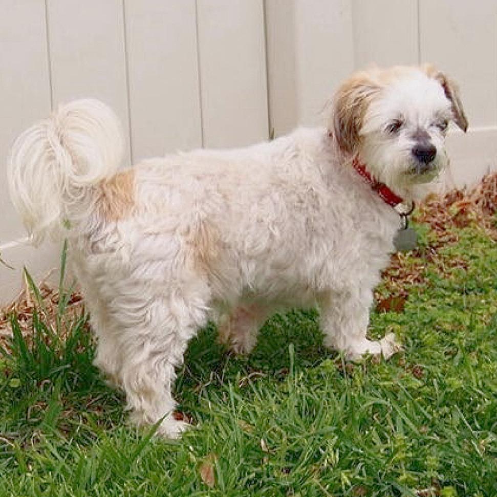 Enlarge Farley, a Adoptable mixed breed in Flower Mound, TX image 3/5