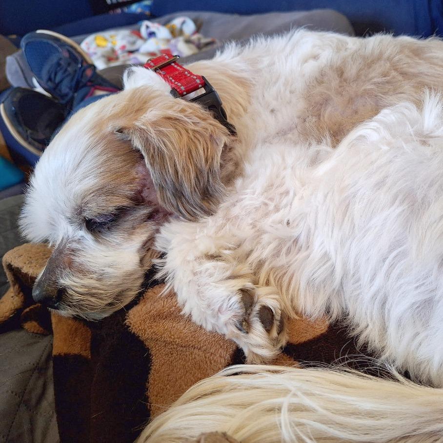 Enlarge Farley, a Adoptable mixed breed in Flower Mound, TX image 4/5