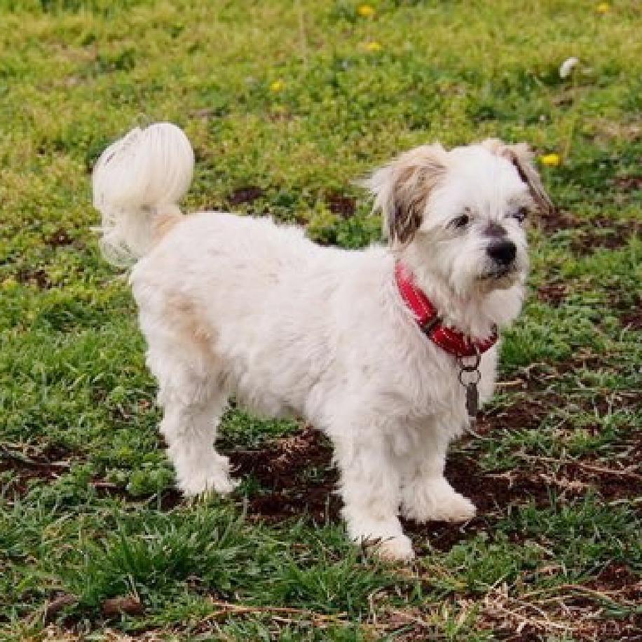 Enlarge Farley, a Adoptable mixed breed in Flower Mound, TX image 5/5