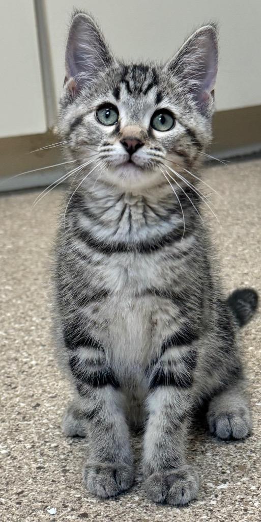 Martin, Adoptable, Kitten Male Domestic Short Hair.