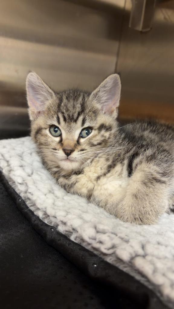 Martin, a Adoptable mixed breed in Great Bend, KS image 2/3