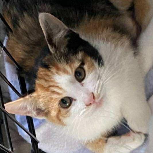 Wasabi 2, Adoptable, Kitten Female Domestic Short Hair.