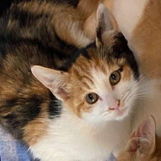 Enlarge Wasabi 2, a Adoptable Domestic Short Hair in Winchester, VA image 2/2