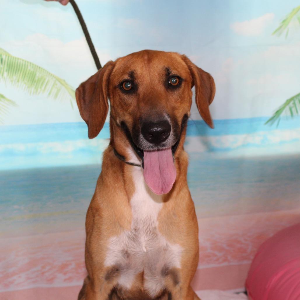 Bubbles, Young Female Plott Hound
