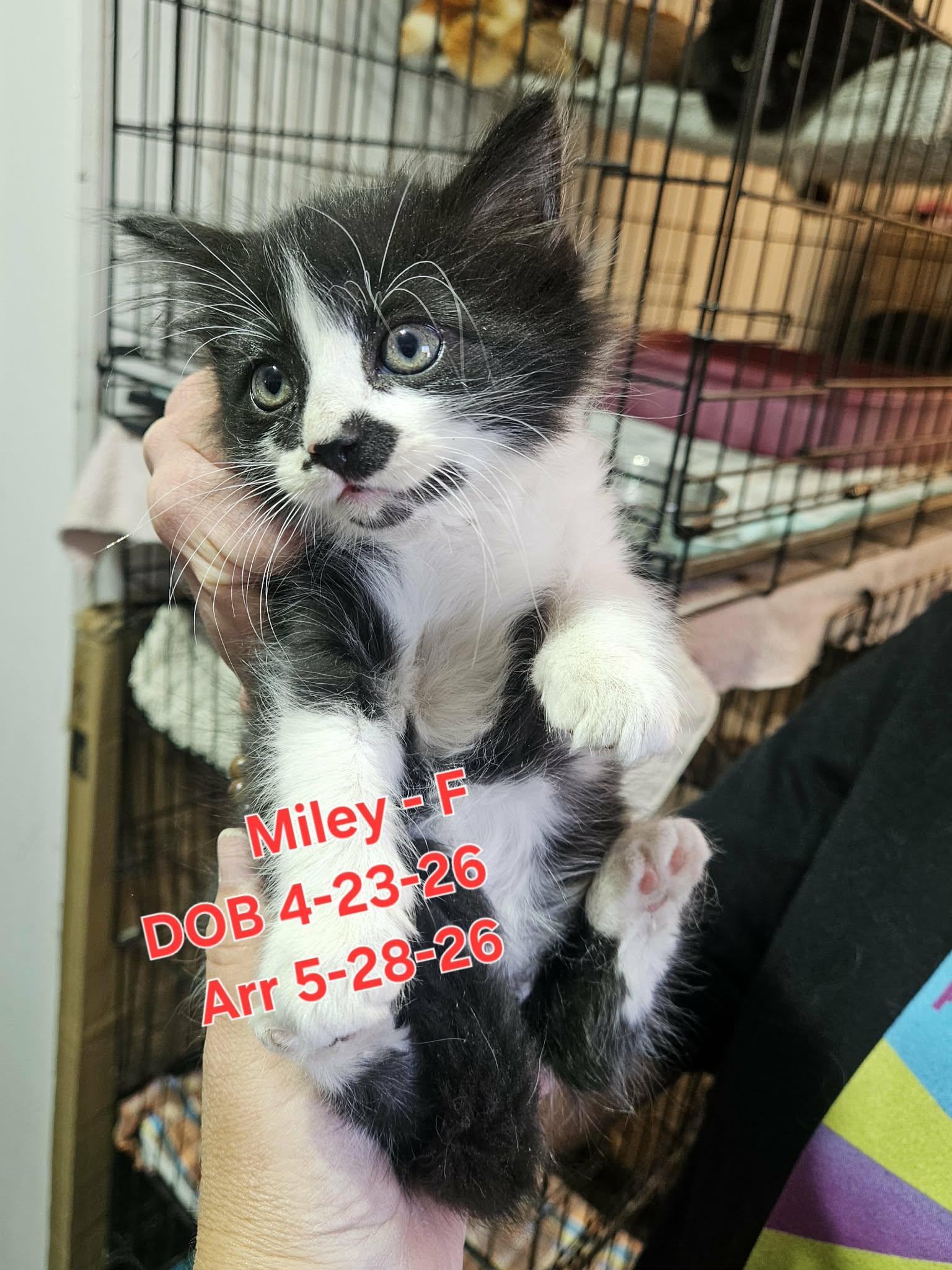 Enlarge Miley, a Adoptable Domestic Short Hair in Nucla, CO image 1/1