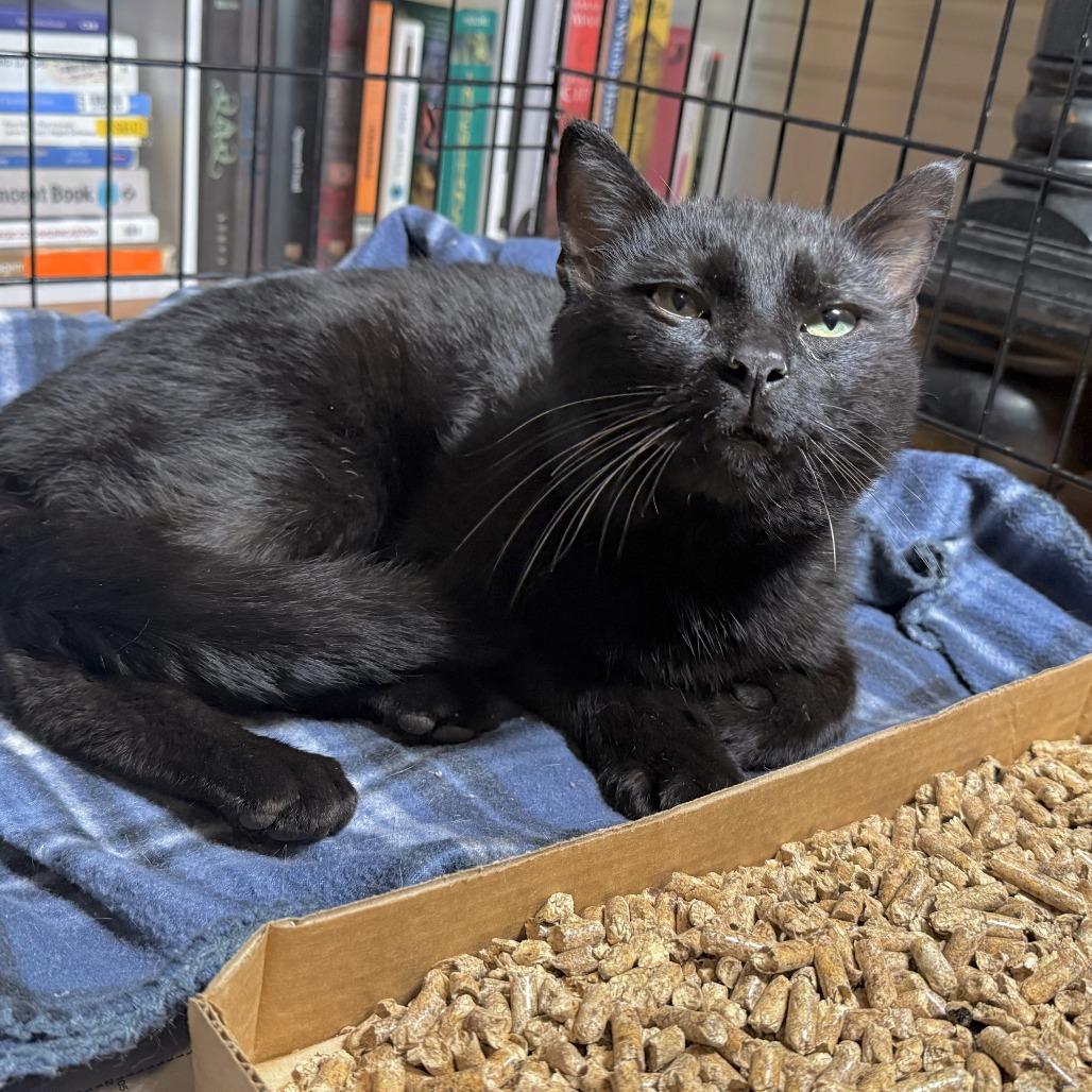 Fenrir, Adoptable, Adult Male Domestic Short Hair.