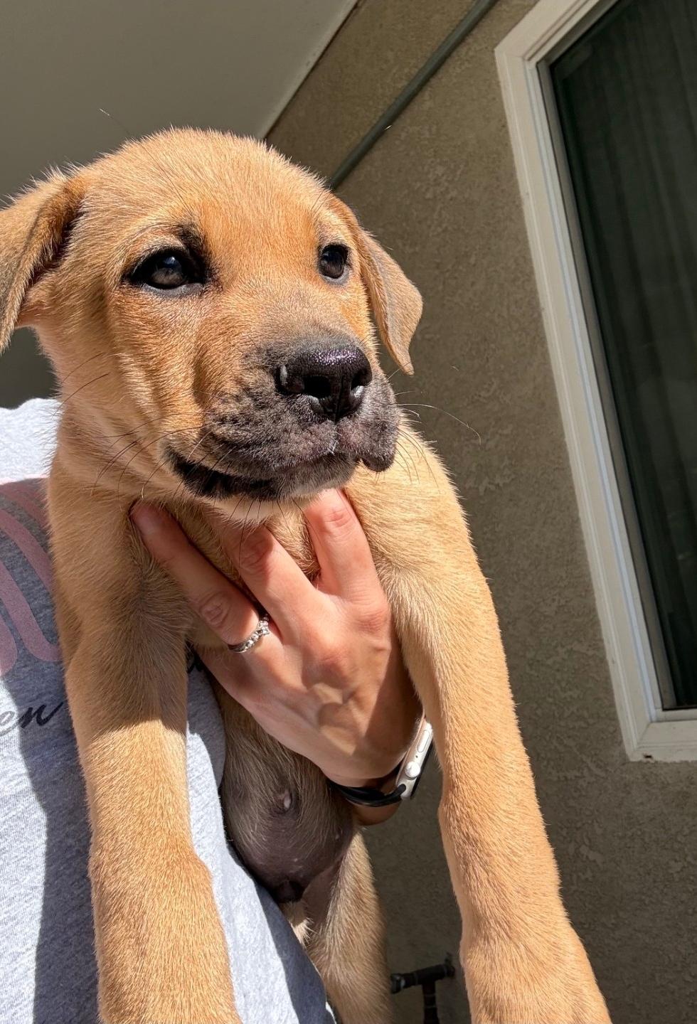 Gundemar, adopted, Puppy Male German Shepherd Dog & English Bulldog.